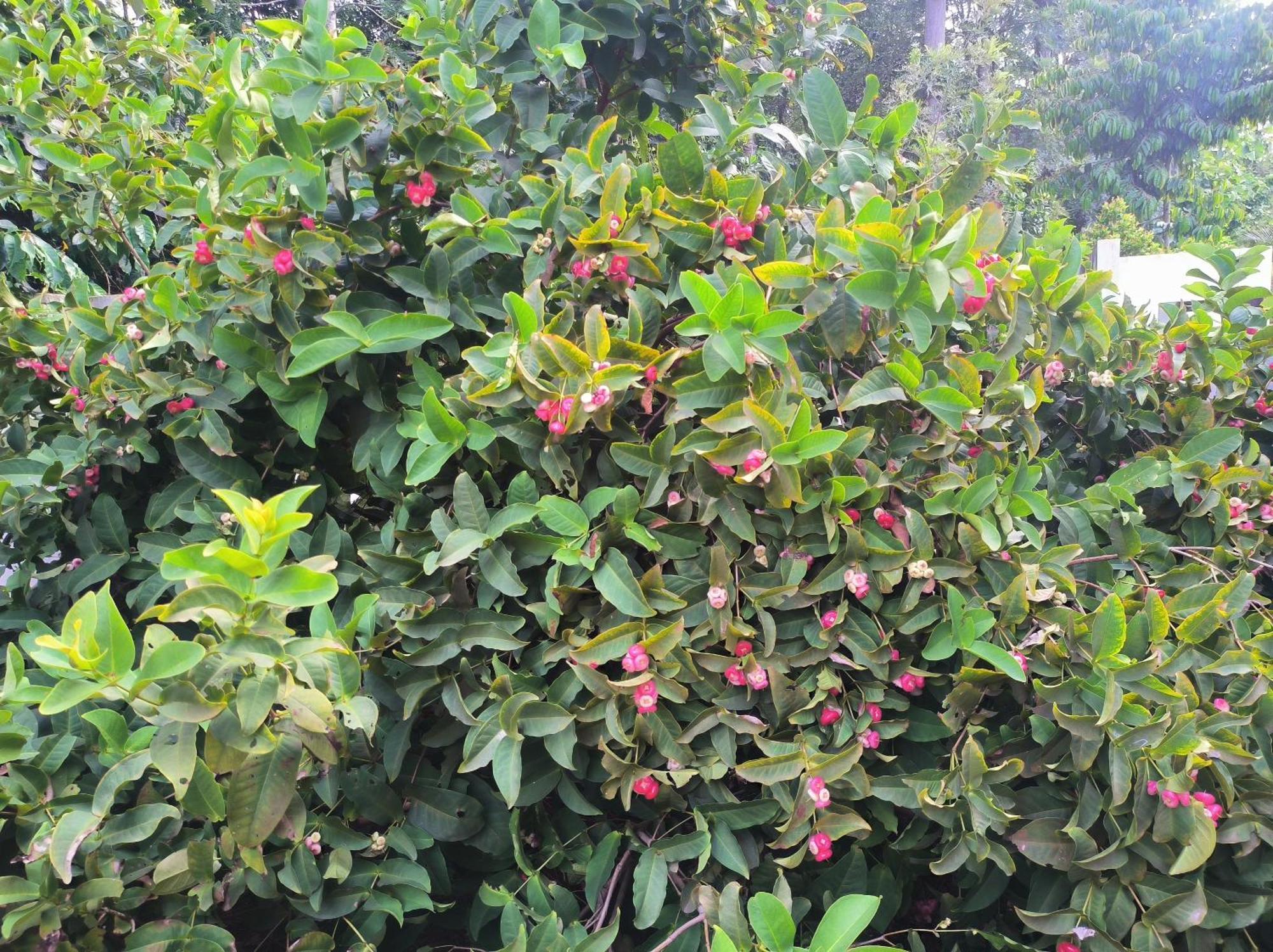 Kanna Garden By Bodhi Kolli Hills