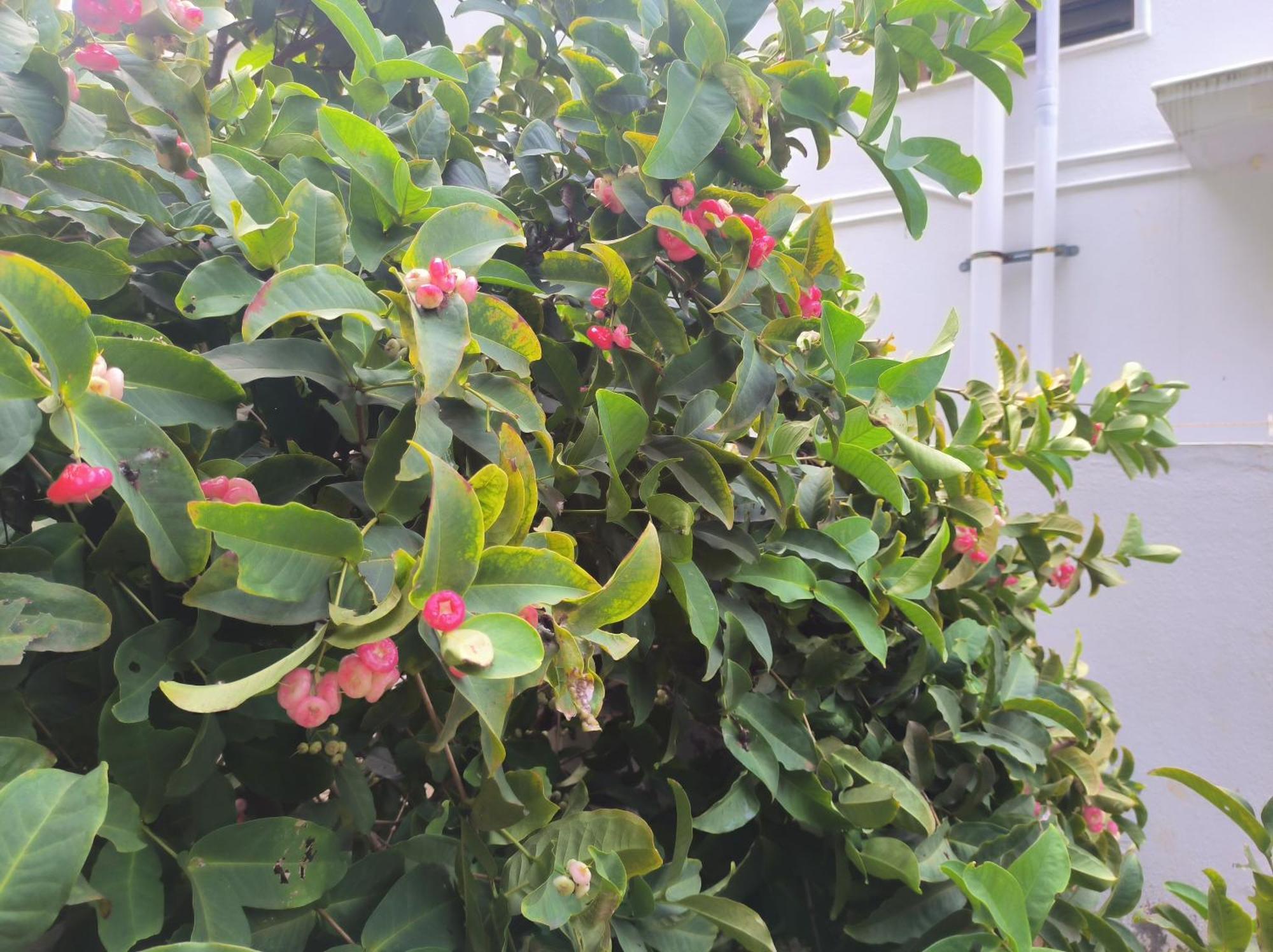 Kanna Garden By Bodhi * Kolli Hills